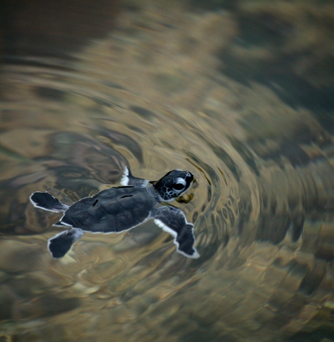 Cette petite tortue vient de gagner l'océan, et échappe aux prédateurs terrestres. Mais seuls 2 %  de ces tortues arriveront à l'âge adulte